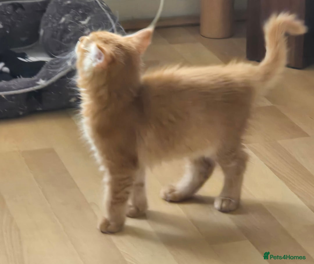 Maine Coon cats for sale: Maine coon kittens  - Image 6