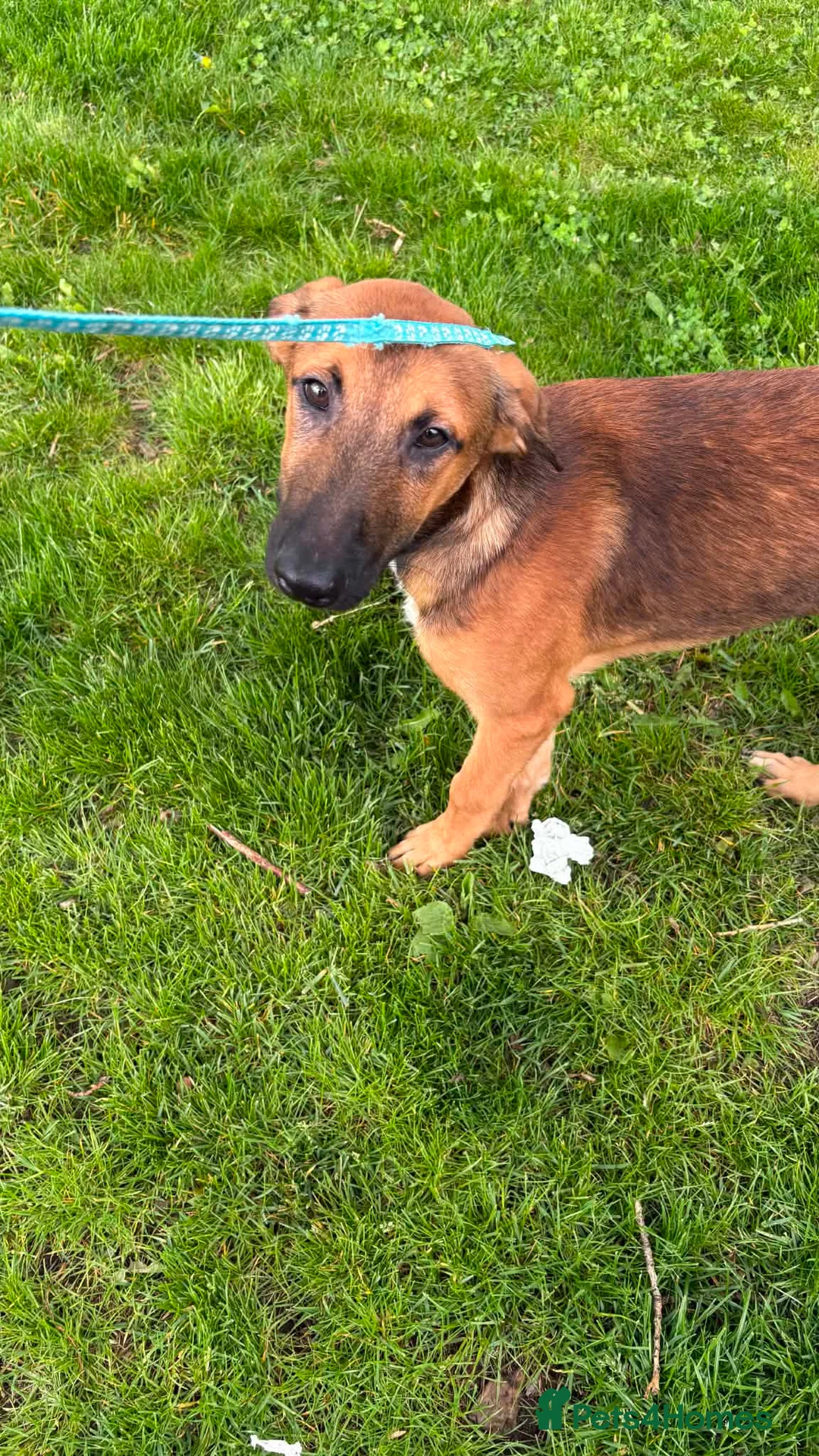Mixed Breed dogs for sale: Belgian malinois/saluki  - Advert 2