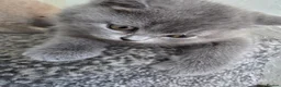 British Shorthair cats for sale: British shorthair kittens  - Advert 3
