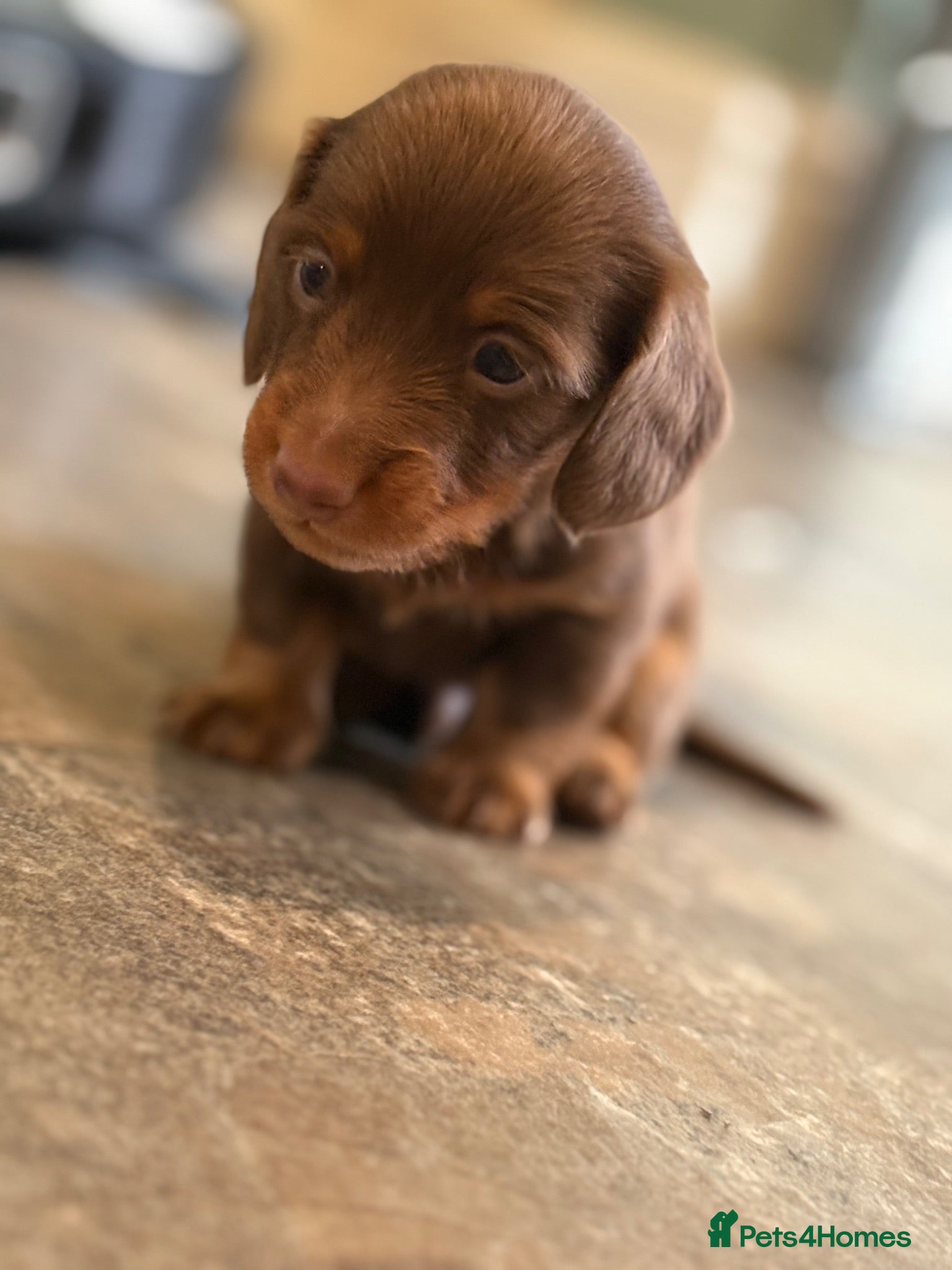 Miniature Dachshund dogs 🐾 LAST ONE REMAINING 🐾 kc registered long hair - Advert 11