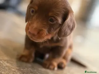 Miniature Dachshund dogs 🐾 LAST ONE REMAINING 🐾 kc registered long hair - Advert 1