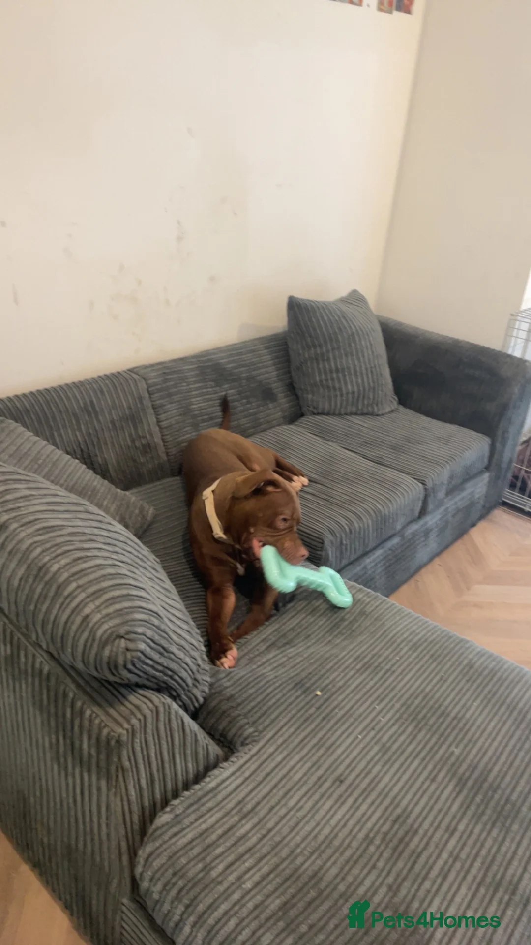 Mixed Breed dogs for sale: Loki puppy - Advert 1