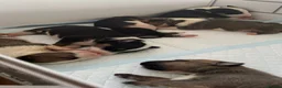 English Bull Terrier dogs for sale: English bull terriers puppies - Advert 7