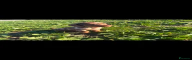 Miniature Dachshund 2