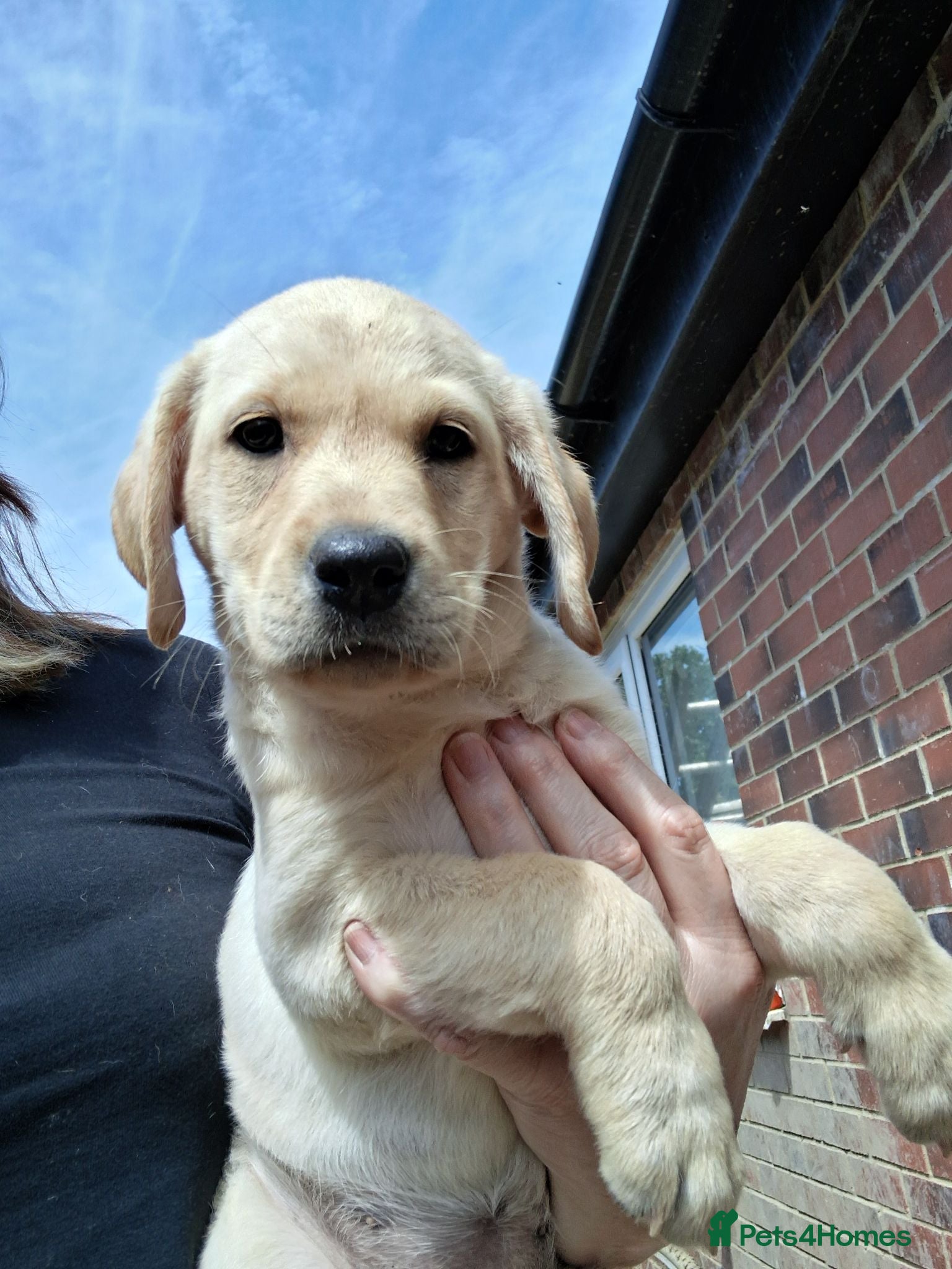 Labrador Retriever dogs **READY NOW** HEALTH TESTED KAB PUPPIES. - Advert 18