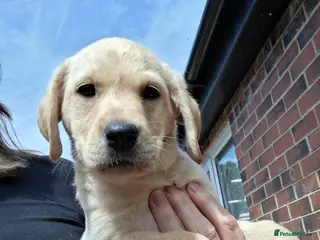 Labrador Retriever dogs **READY NOW** HEALTH TESTED KAB PUPPIES. - Advert 18