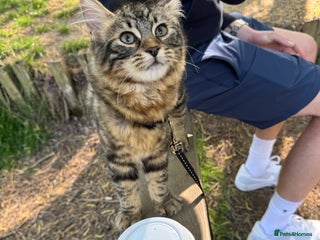 Domestic Shorthair cats - Advert 24