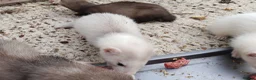 Ferret rodents for sale: Micro x semi angora  - Advert 4