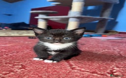 American Shorthair cats for sale: kittens - Image 2