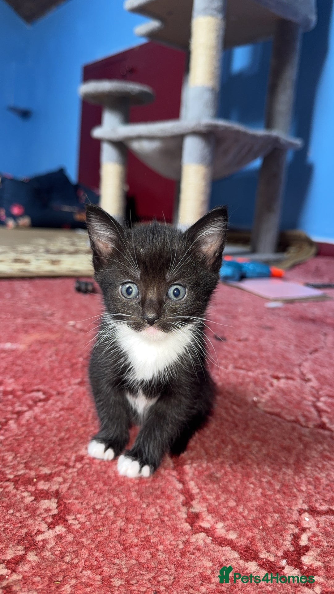 American Shorthair cats for sale: kittens - Image 2