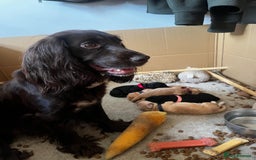 Cocker Spaniel dogs for sale: Gorgeous KC Working Cocker Spaniel Puppy Available - Image 10