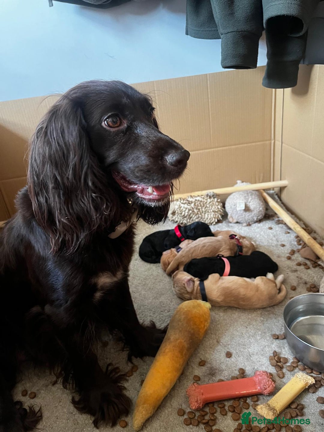 Cocker Spaniel dogs for sale: Gorgeous KC Working Cocker Spaniel Puppy Available - Image 10