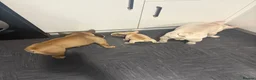 French Bulldog dogs for sale: Baby Girl Frenchie - Advert 8
