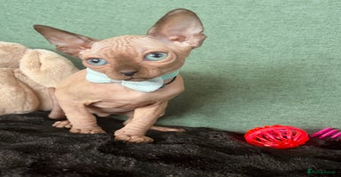 Sphynx cats - Advert 4