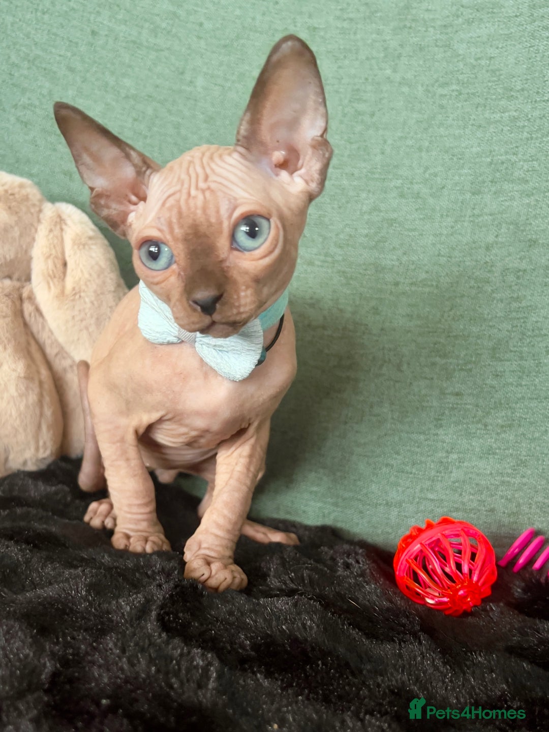 Sphynx cats for sale: Sphynx kittens ready now✨ - Image 3