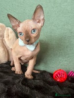 Sphynx cats - Advert 14