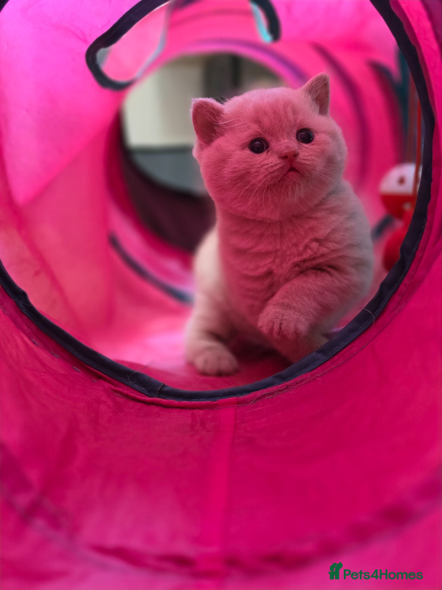 British Shorthair cats British Shorthair Kittens, 1 Boy & 2 Girls - Advert 2