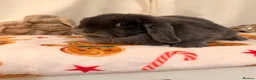 Mini Lop rabbits for sale: Lovely mini lop rabbit available  - Advert 4