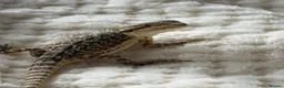 Bearded Dragon reptiles for sale: Bearded Dragon  - Advert 2