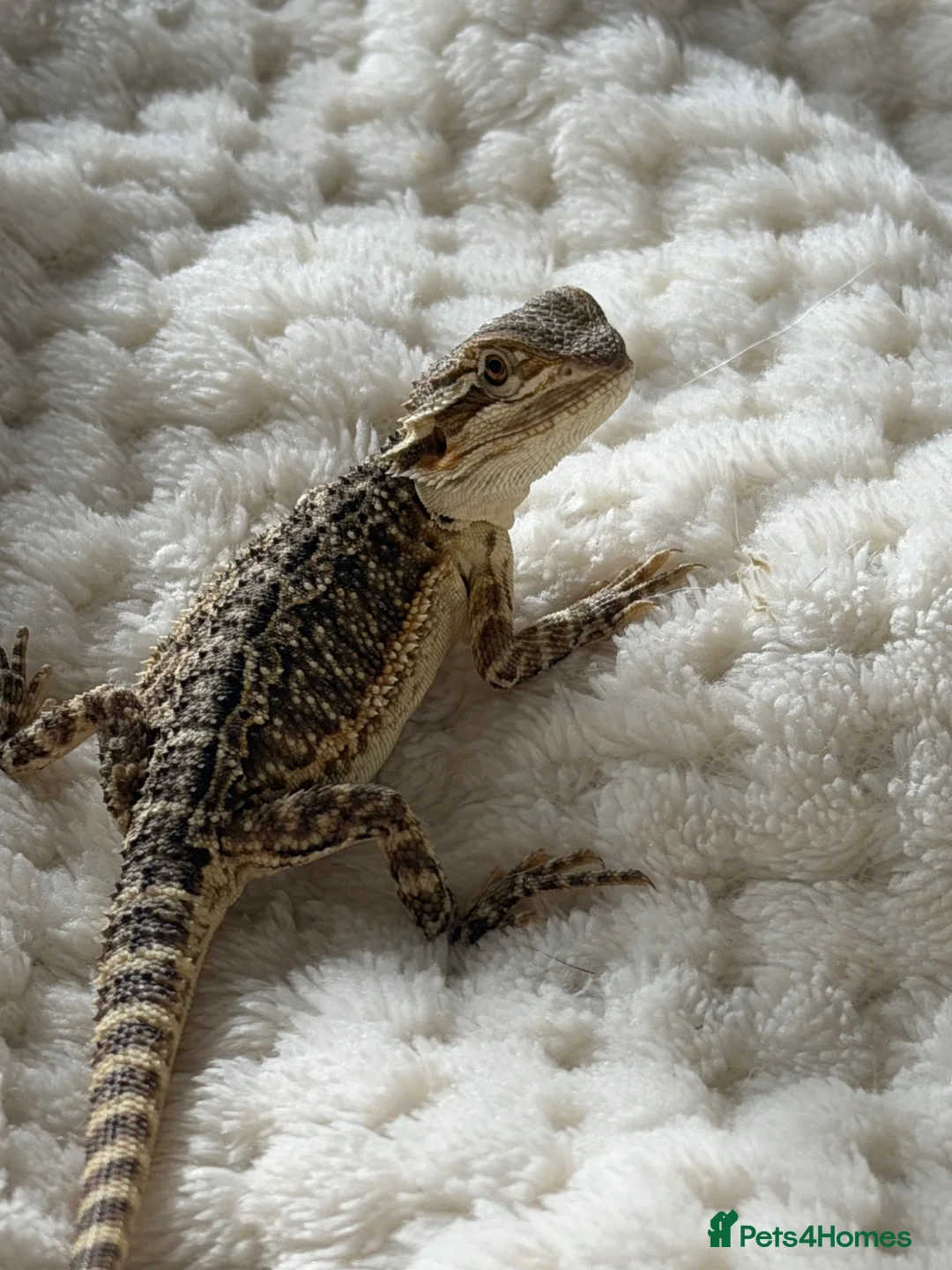 Bearded Dragon reptiles for sale: Bearded Dragon  - Advert 2