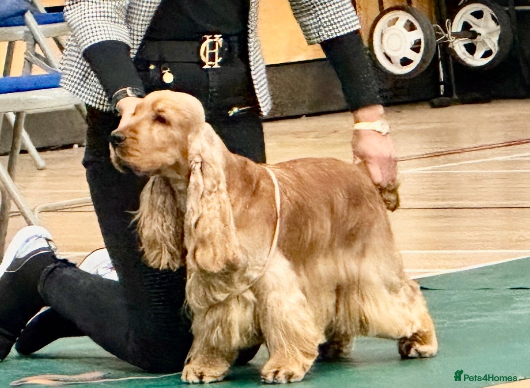 Cocker Spaniel dogs for sale: Beautiful pedigree show type cocker spaniels - Image 15