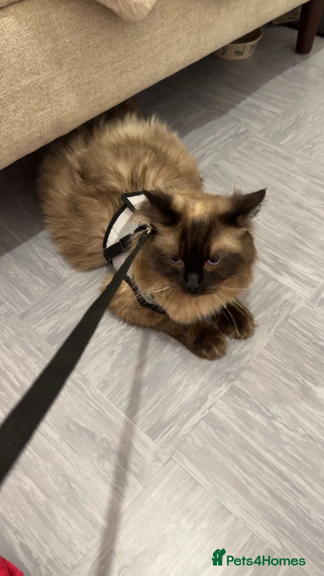 Ragdoll cats for sale: 100% PURE RAGDOLL! GCCF CERTIFIED - Advert 6