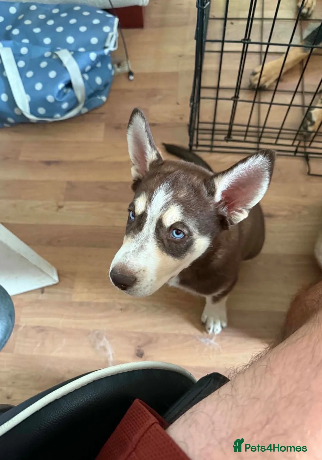 Mixed Breed dogs for sale: Miss Brooklyn Cole in Tewkesbury - Advert 14