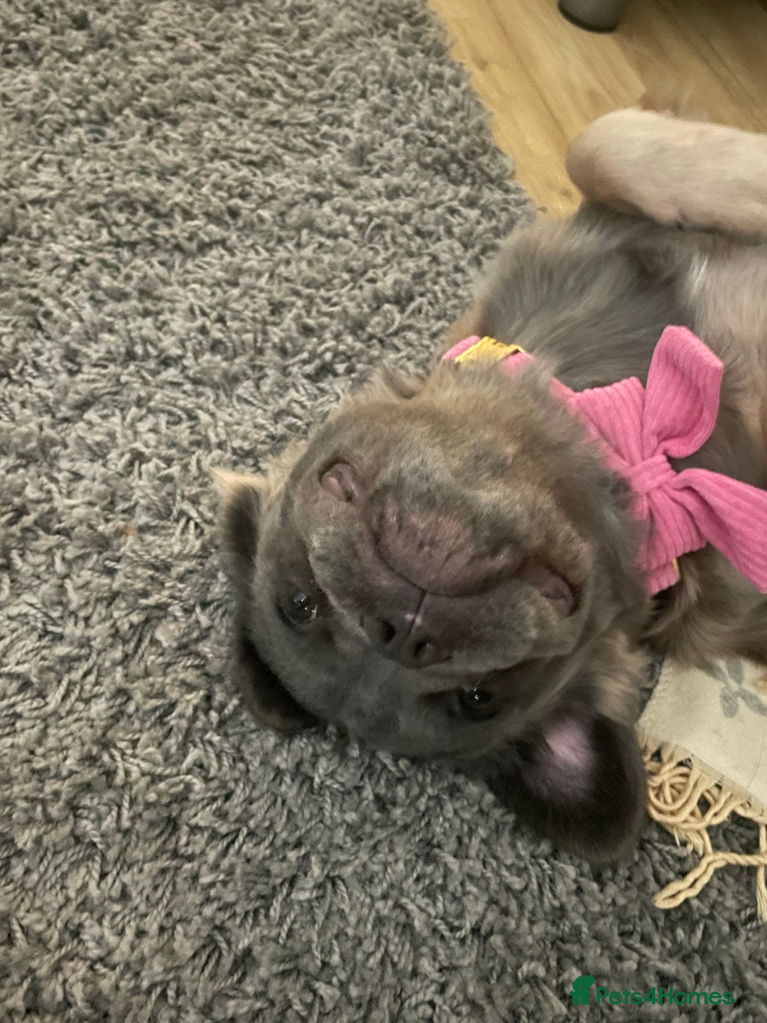 French Bulldog dogs for sale: Fluffy puppy  - Image 2