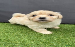 Morkie dogs for sale: Beautiful Maltese x Yorkie puppies  - Image 5