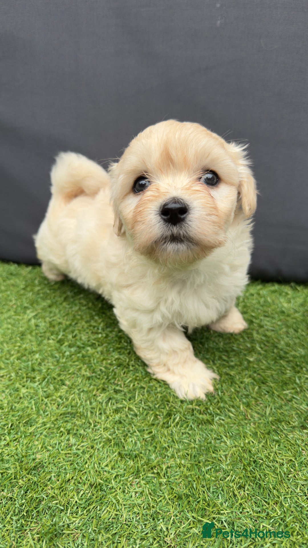 Morkie dogs for sale: Beautiful Maltese x Yorkie puppies  - Image 5