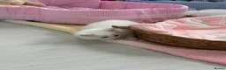 Munchkin cats for sale: Turkish Angora x Munchkin male and female  - Advert 16