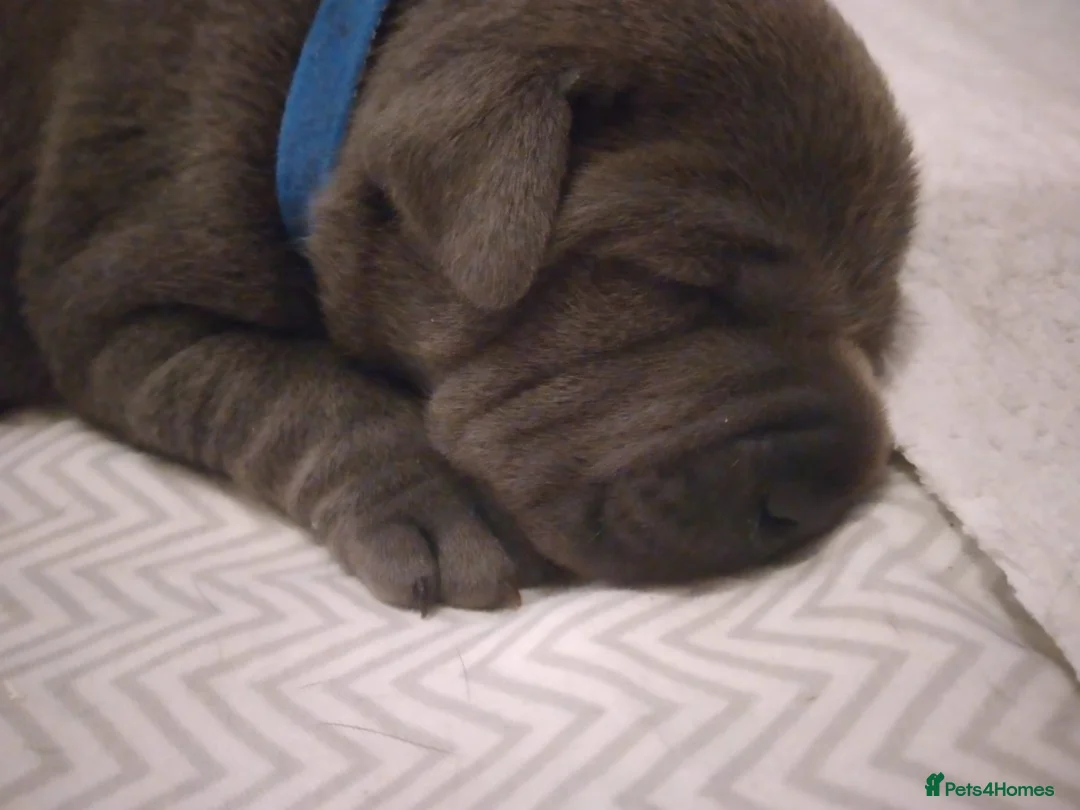 Staffordshire Bull Terrier dogs for stud: PROVEN STUD. ADONIS JUNIOR NOBLESTAFF!!! in Stoke-on-Trent - Advert 12