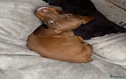 Dachshund dogs for sale: Last one left six weeks old - Image 3