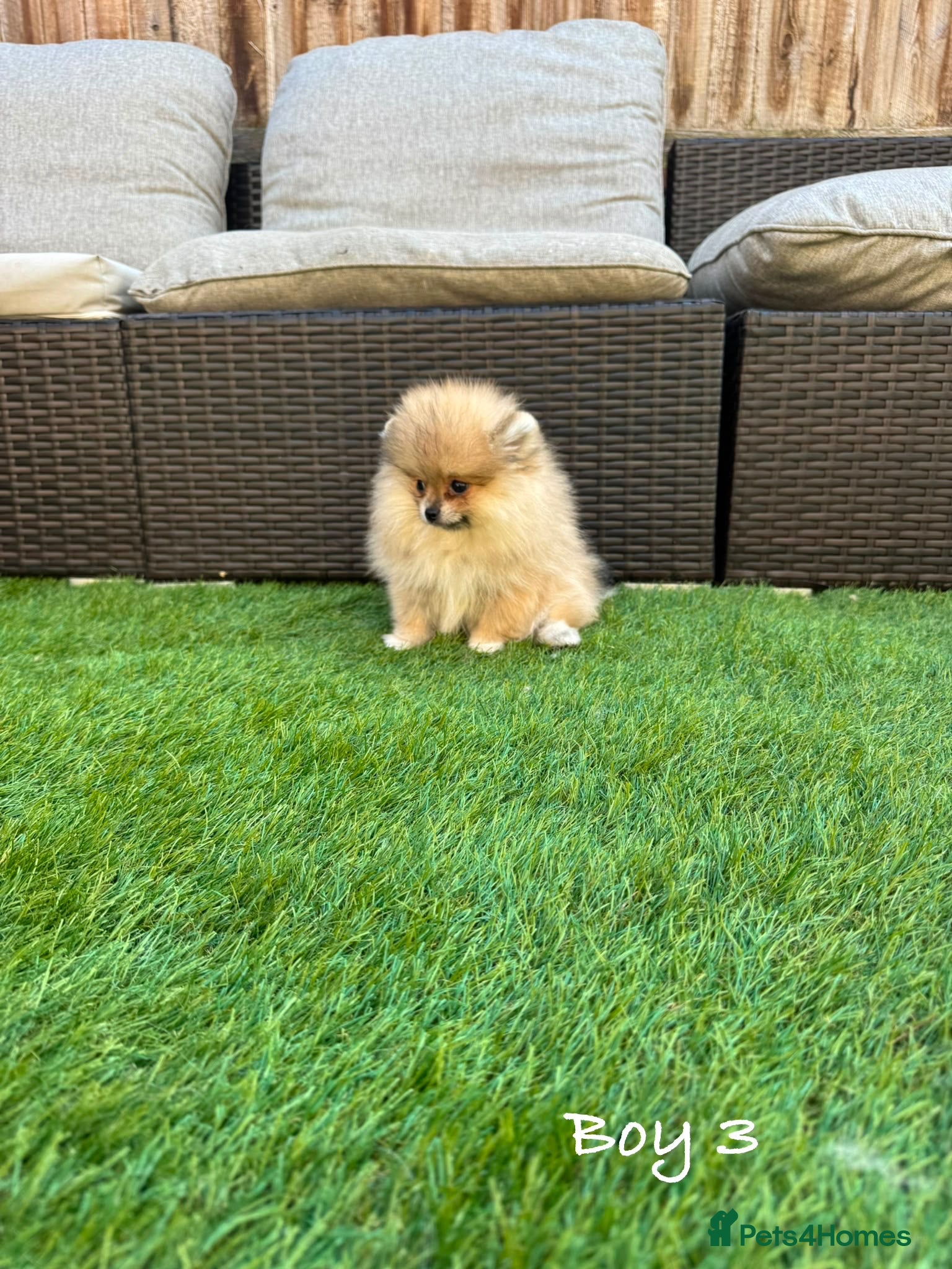 Pomeranian dogs Pure Teddy🐻Tiny🐾Outstanding 🏆 - Advert 2