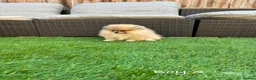Pomeranian dogs for sale: Pure Teddy🐻Tiny🐾Outstanding 🏆 - Advert 3