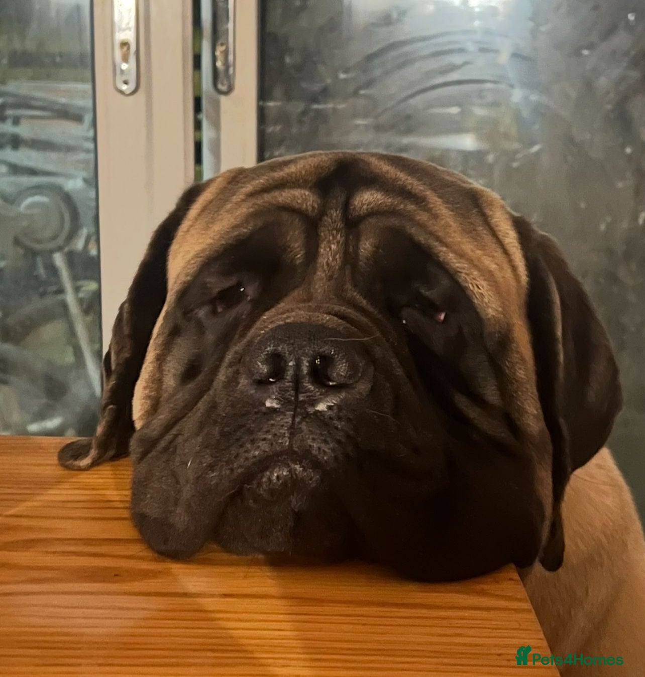 Mastiff dogs Outstanding English Mastiff - Advert 1