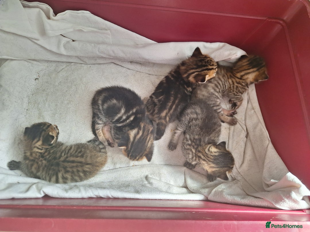 Mixed Breed cats for sale: Half Bengal kittens  - Image 5