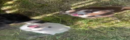 Pomsky dogs for sale: Pomsky puppies  - Advert 23