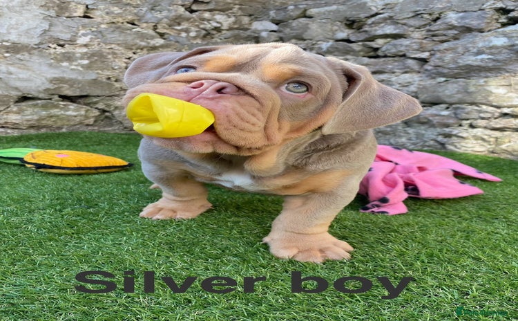 English Bulldog dogs - Advert 1