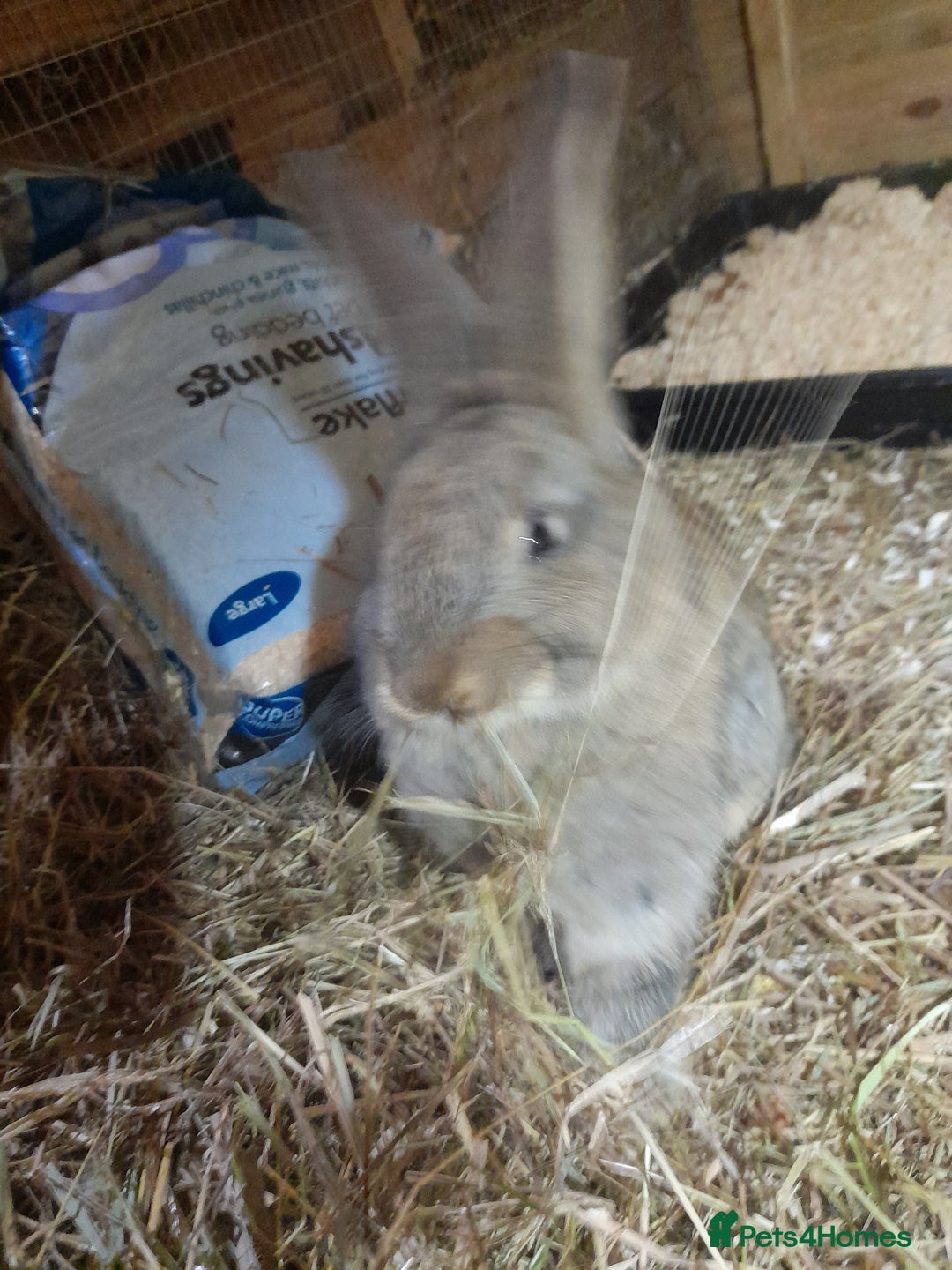 Continental Giant rabbits for sale: Beautiful Pure Continental Giant Babies - Advert 28
