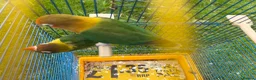 Lovebirds birds for sale: Lovebirds can do flips - Advert 4