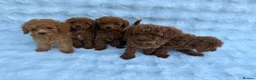 Toy Poodle dogs for sale: Red Toy Poodle MALES - Advert 6