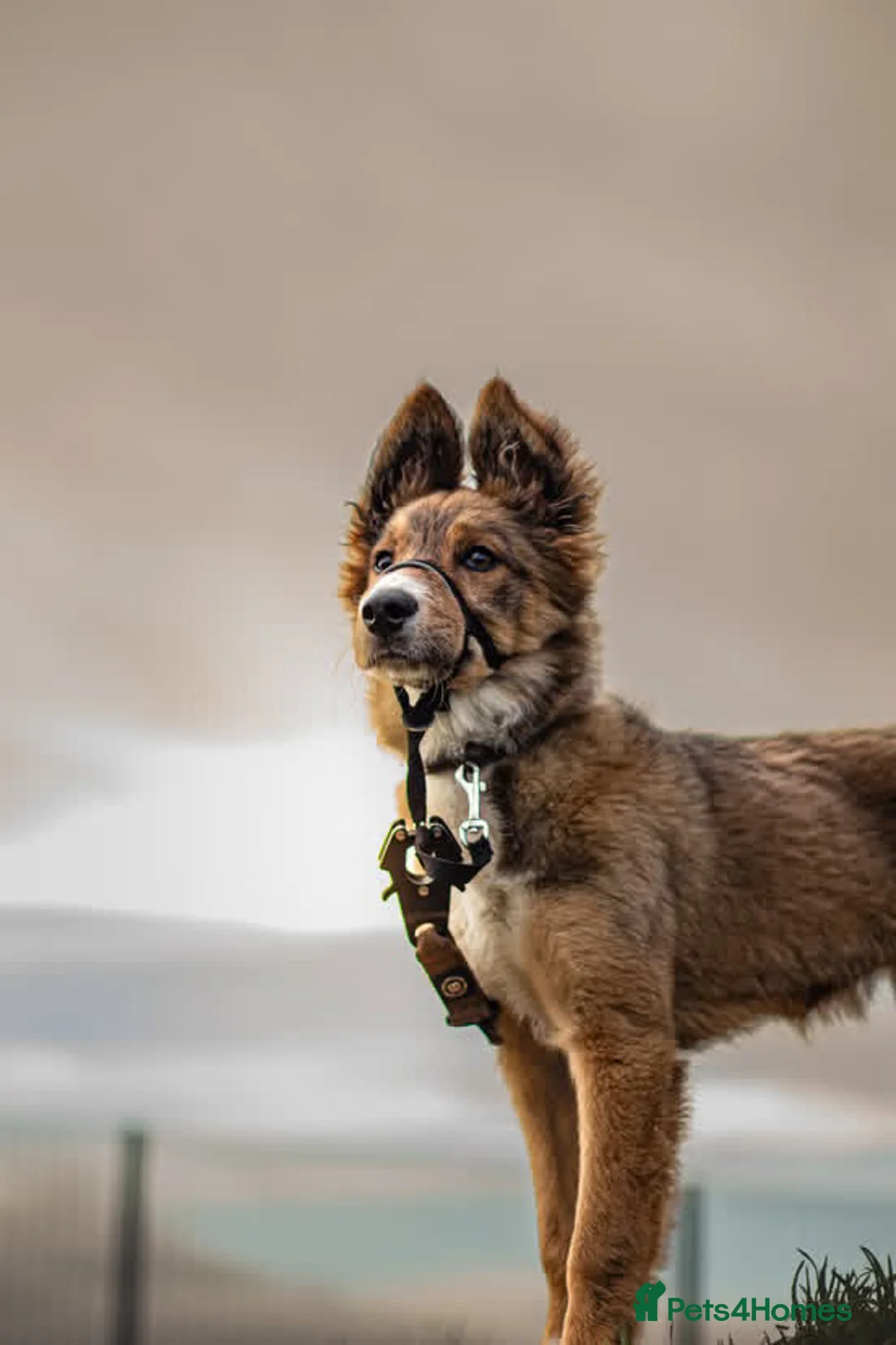 Mixed Breed dogs for sale: German shepherd x Collie  in Deeside - Advert 1