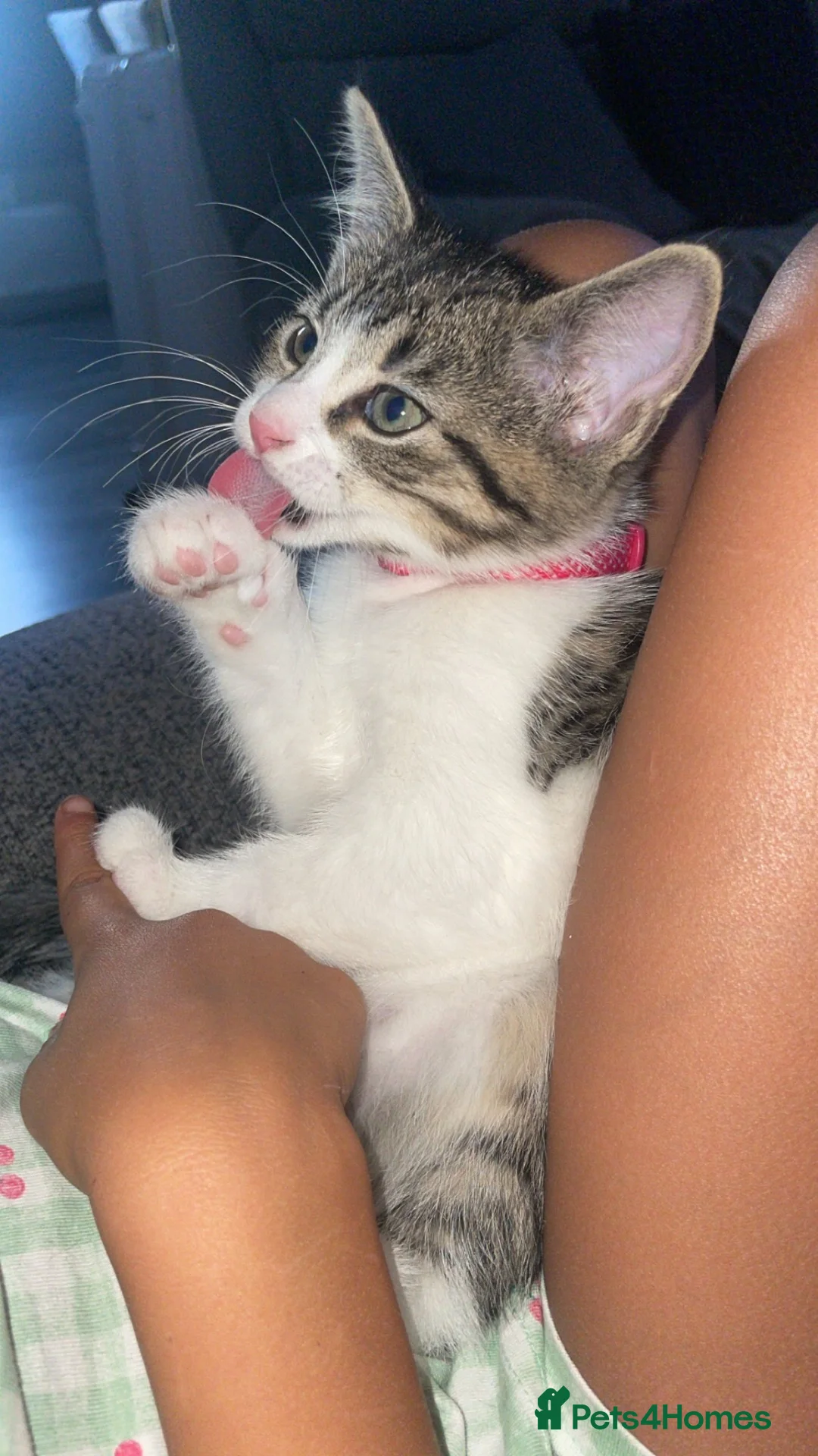 Bengal cats for sale: Half bengal kittens  in Nuneaton - Advert 2