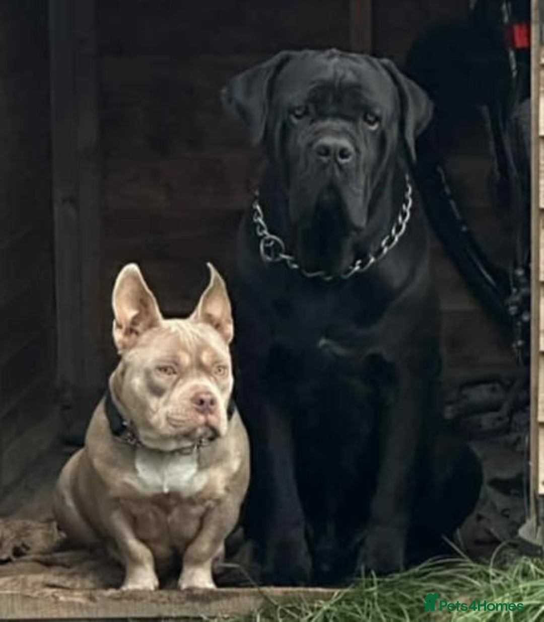 Mixed Breed dogs for sale: American pocket Corso puppies  - Advert 6