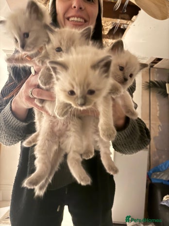 Ragdoll cats Blue point rag doll kittens - Advert 3