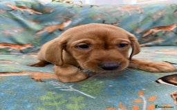 Labrador Retriever dogs for sale: KC Registered Labrador Puppies - Call  **  - Image 30