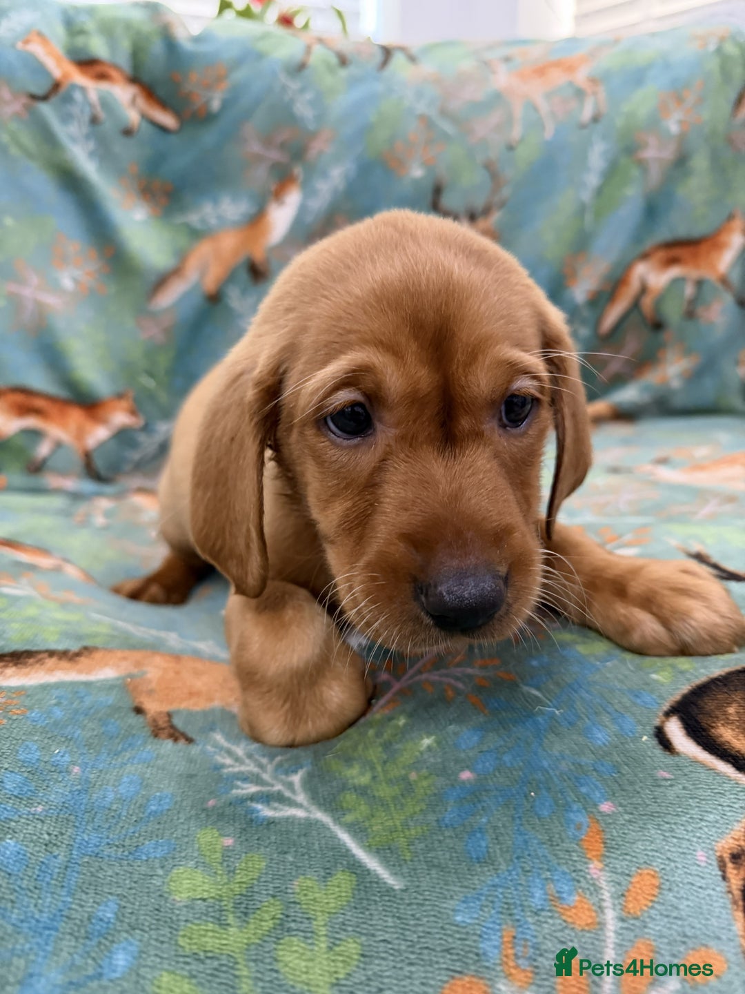 Labrador Retriever dogs for sale: KC Registered Labrador Puppies - Call  **  - Image 30