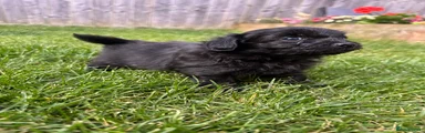 Black Female 