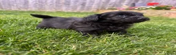 Mixed Breed dogs for sale: Adorable Doxiepoo x Pomeranian Puppies - Advert 12